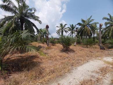 Agricultural Land in Kuala Selangor, SGR