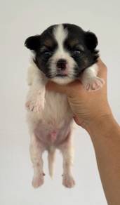 Shihtzu male