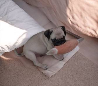 pug