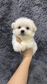 Bichon mix Japanese Spitz (1M2F) 