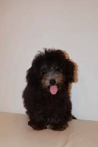 J0747 Grey poodle small fluffy puppy