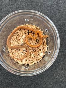 ular snake corn rootbeer stripe python