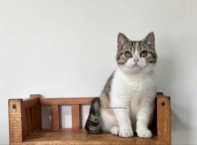 British Shorthair kitten (Girl)