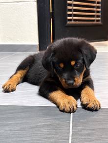 Rottweiler