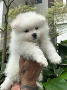 mini pomeranian puppies 