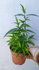 优盾草 / Sabah Snake Grass / Belalai Gajah