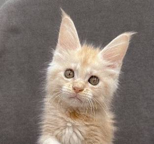Purebred Male Mainecoon kitten.