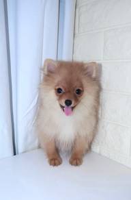 J0725 Pomeranian fluffy cute puppy