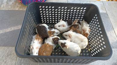 guinea pig 