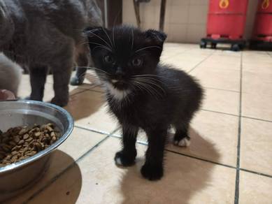 Scottosh fold kitten (folded ear)