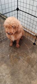 Toy poodle 
