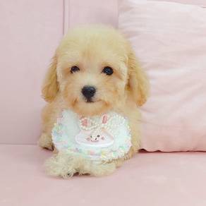 Poodle
