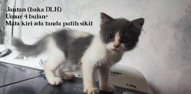 Cat / kitten / kucing / DLH