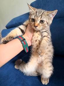 (INO) Male Golden BSH mix British Long Hair Kitten