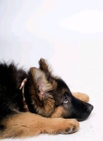 German Shepherd
