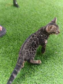 Pure Breed Charcoal Bengal Kitten