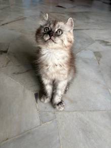 British Short Hair Mix American Curl Cat