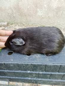 guineapig/arbok jantan