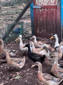 Itik Duck Mallard / Crested