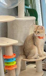BSH golden