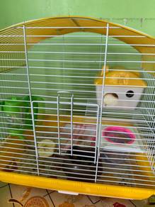 Sugar Glider