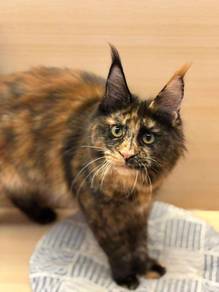 Mainecoon special color for sale!!