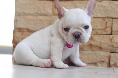 English Bulldog