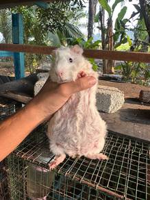Guinea Pig Sepasang