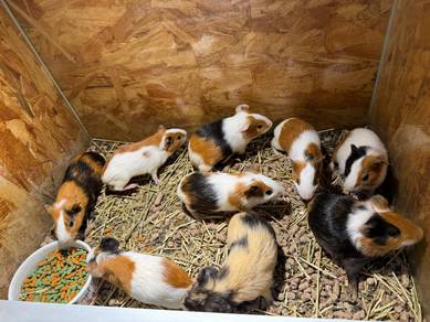 American Guinea Pig