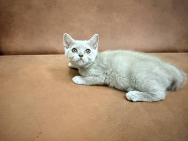bsh lilac betina