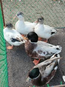 call duck comel