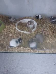 "Mice" mouse/mice/6 months old
