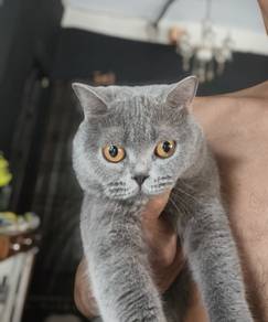pure bsh 