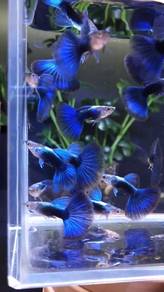 Ikan Guppy Hb Blue 