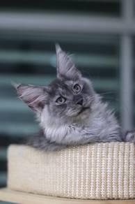 Smoky Maine Coon