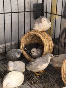 Mini Jepun luding / quail / puyuh 1 month