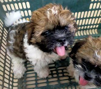 ShihTzu 