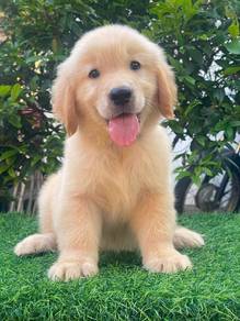 Golden Rettiver available 8