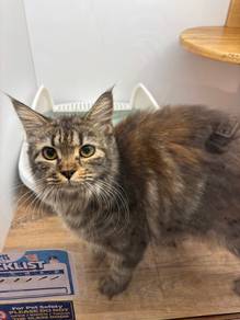 Mainecoon Cats