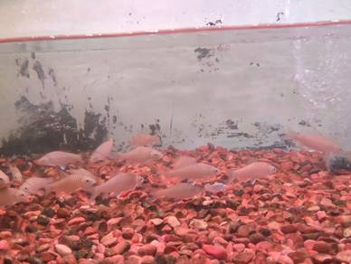 ikan kelah merah