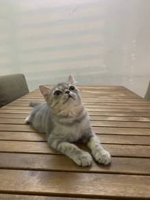 British Shorthair BSH Kitten