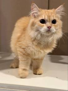 British Longhair