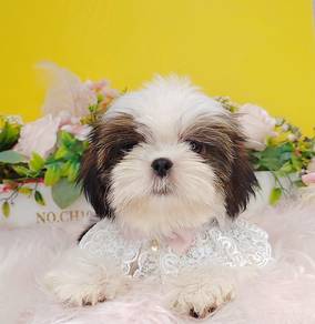 Shih Tzu