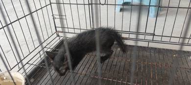 Anak Kucing Jantan