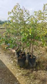 Pokok Durian Duri Hitam 5 kaki 6 kaki