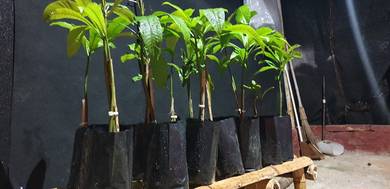 anak pokok buah binjai