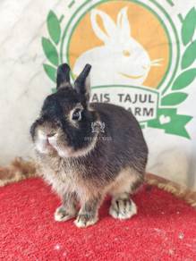 Netherland Dwarf Rabbit 