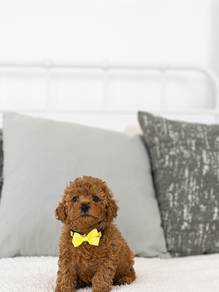 poodle s
