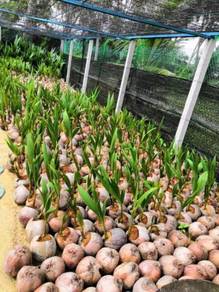 Benih kelapa sgg tulen / dwarf