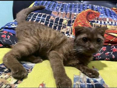 British shorthair